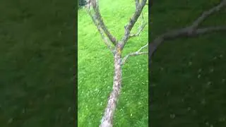 Opičák