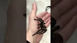 Паук 🕷 #паук #испуг #человекпаук