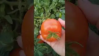 Урожайный 