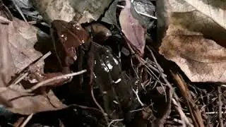alaskan frog pond investigation