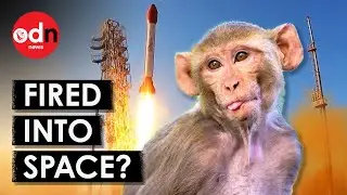 Iran Sends 'Mystery Animals' Into Space on Rocket