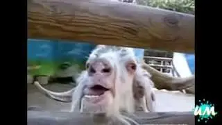 Самые новые угарные приколы 2014 года