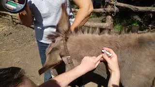 Чипирование ослика микрочипом 