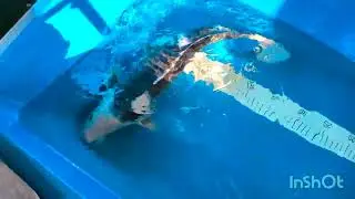 had to bowl one two koi up and do scrap on them
