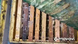 Бакфаст от Ральфа Кольбе , зимовка в омшанике, состояние пчелосемей на 26 февраля.