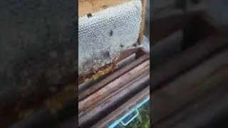 Последняя откачка мёда. Готовимся к зиме.