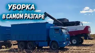 Уборка на КАМАЗЕ в самом разгаре 24.08.2024