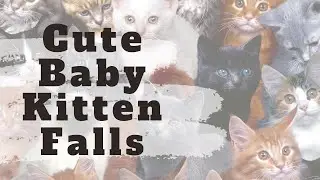 Cute Kitten falls off table