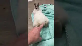 Bunny Says Don't Touch My Tail 🤩 | Cutest Pet On Internet #shorts #rabbit #pets | Paws and Fur
