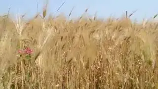 ФУТАЖ Поле с пшеницей