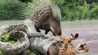 The Unlucky Leopard Was Injured After A Failed Hedgehog Hunt And Encountered A Giant Python