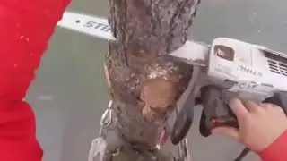 спил дерева на гигантской высоте