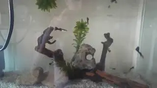 Black Lepisteslerimi Gösterdim/Sohbet