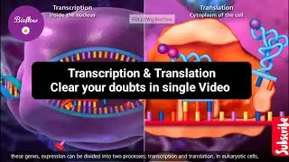 transcription and translation | transcription class 12 bio | transcription and translation animation
