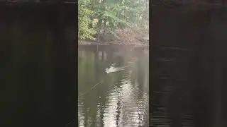 how to fish a whopper plopper