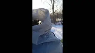 Зимнее укрытие елей.