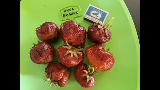 Кисс Неллис  - клубника, описание сорта (Английский сорт)