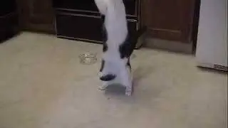Cat has a panic attack when his string is taken.