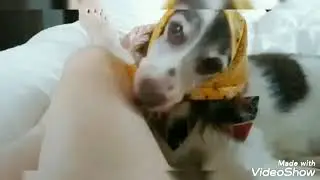 16歳の高齢犬。病院で色々検査して頑張ったので､ご褒美に大好きなママの足を舐めまくり