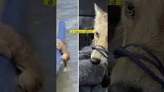 Полиция Нью-Йорка вытащила из реки неожиданное дикое существо