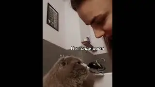 Spring cat sec/весенний кошачий секс/надоедливый кот/annoying cat