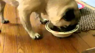 ***PUGSTEP***