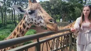Giraffe Center Narobi,  Kenya for Cheap!
