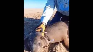 Man saves seal from plastic strap wrapped around its neck