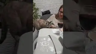 Когда курицу без тебя жуют🤣 #котики #кошки