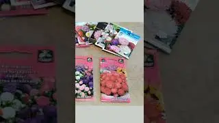 НЕ СЕЙТЕ АСТРЫ ПОКА НЕ УЗНАЕТЕ ! ДЛЯ НОВИЧКОВ