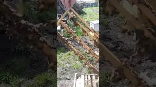 Прививки для маток 