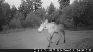 Evening Moose