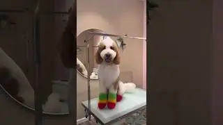 7 color transformations!