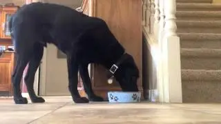 Pathfinder's Growth