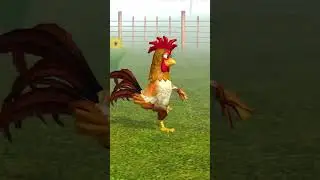 EL gallo Bartolito bailando en la granja