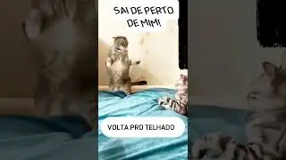 Volta pro telhado #shorts #gatos #memes #gatosengraçados