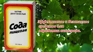 СОДА на винограднике. Плюсы и минусы соды