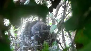 baby birds