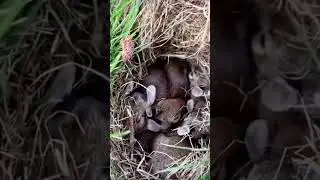 Какие милые