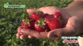 🍓🍓🍓 Обзор Земляники сорта 