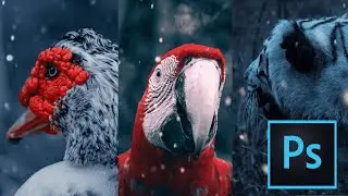 Magical Blue Winter Color Grading in Wildlife & Bird Photography. Photoshop Tutorial [With Presets]
