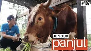 PANJUL SAPI CEPAT BESAR