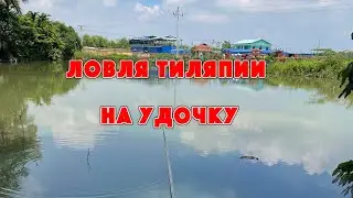 Тиляпия на удочку