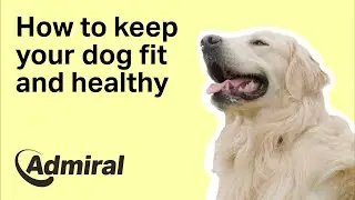 How to keep your dog fit and healthy | AdmiralUK