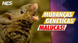 EDIÇÕES GENÉTICAS QUE OS CIENTISTAS JÁ FIZERAM!