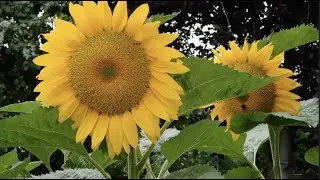 Peaceful Calming Sounds Of Birds Singing While Beautiful Flowers Dance In The Soothing Relaxing Bree