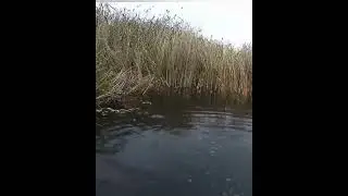 Бодрая попалась