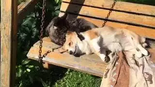 КОТ И СОБАКА НА КАЧЕЛЯХ