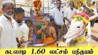கடலாடி லட்சம் பந்தயம்... அனல் பறக்க ஓடிய காளைகள் / மாஸ் காட்டிய சாரதிகள்