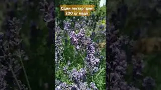 Лаванда - отличный 
